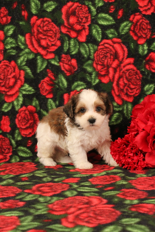 puppy, for, sale, Morkie-Poo, Matthew B. Stoltzfus, dog, breeder, Gap, PA, dog-breeder, puppy-for-sale, forsale, nearby, find, puppyfind, locator, puppylocator, aca